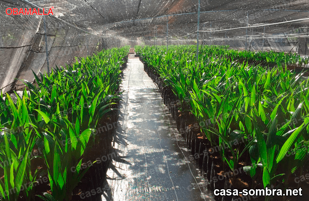 casa sombreadora protegiendo plantas 