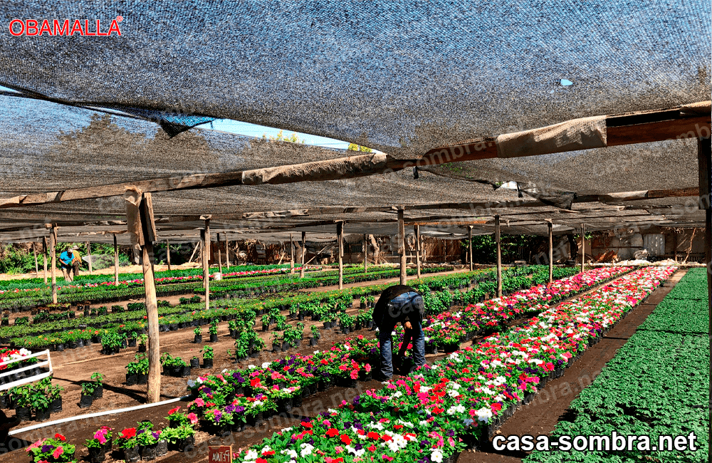 Casa sombra en cultivos de flores 